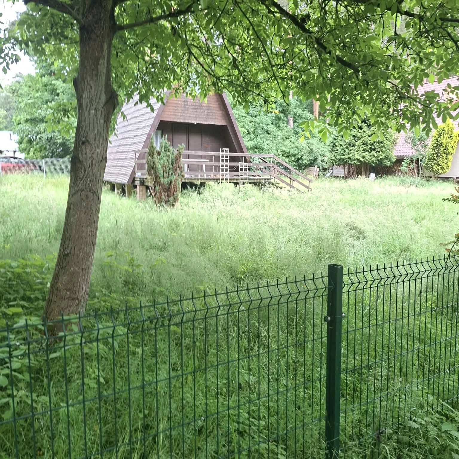 Stan przed skoszeniem - wysoka, dzika trawa na działce