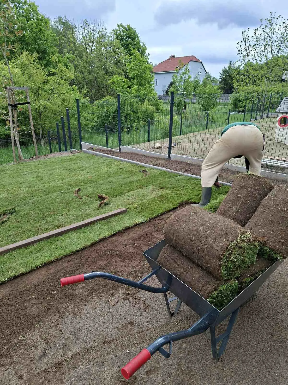 Realizacja - Trawnik z rolki Zielona Góra i okolice